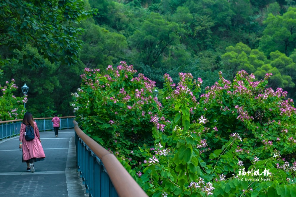 福州:桂花香正浓 洋紫荆又开