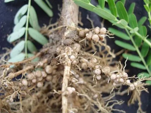 上海科学家发现豆科植物生物固氮新调控机制