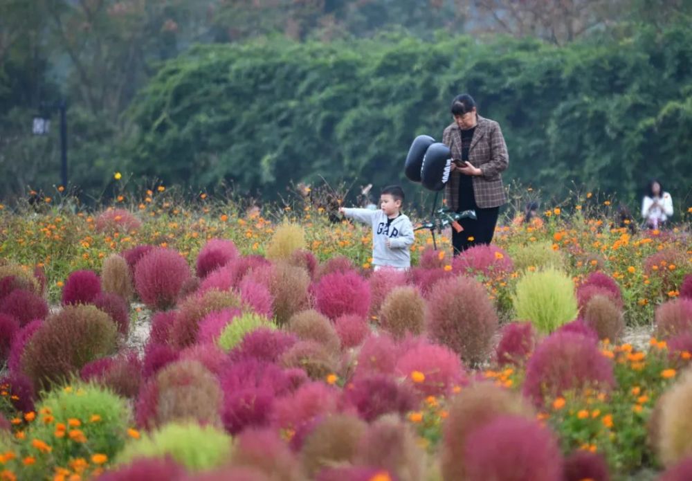 浙江杭州秋日打卡径山花海快来看看秋天的径山花海有多美