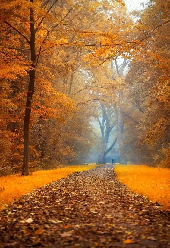 秋天是最易伤感的季节,却也是最温柔的时节.