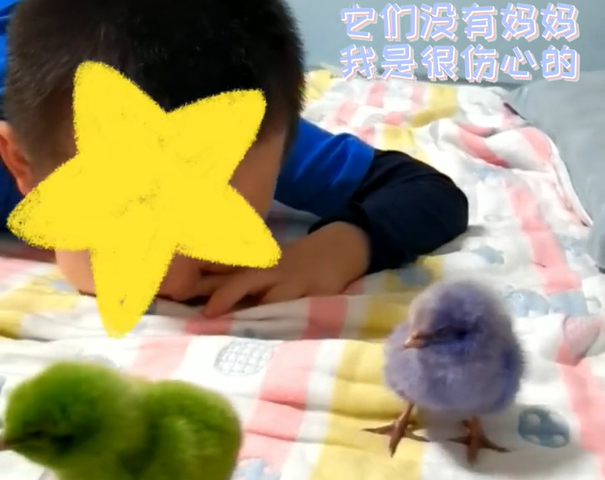 吉林单亲男孩收到爸爸送的小鸡哽咽泪下它们没有妈妈我也没有