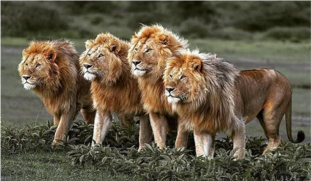 的兄弟会表兄弟一起被赶走,在那以后,很多年轻的雄狮会选择待在一起