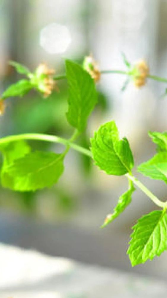 背景 壁纸 绿色 绿叶 树叶 植物 桌面 563_1000 竖版 竖屏 手机
