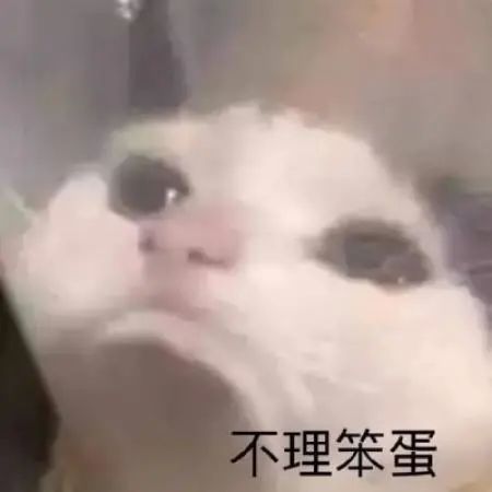 头像微信头像狗可爱白色黑色超清好看的第482期