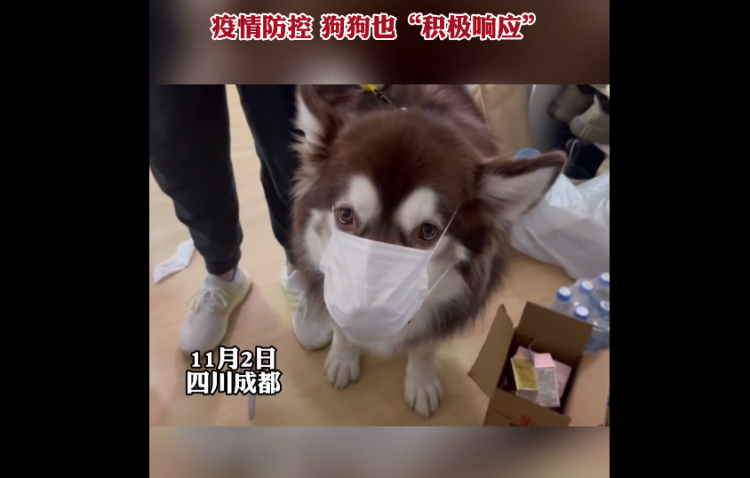 狗狗戴口罩陪主人测核酸,"犬界憨憨"阿拉斯加火上热搜!