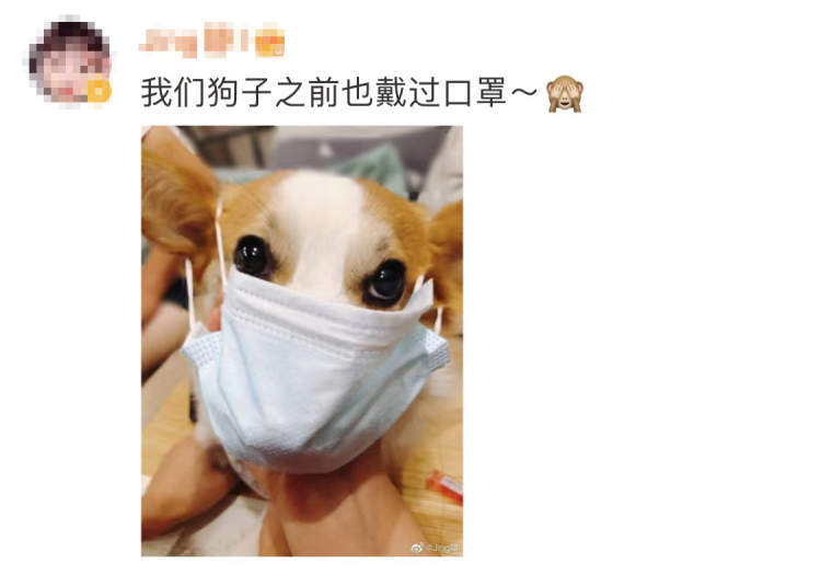 狗狗戴口罩陪主人测核酸,"犬界憨憨"阿拉斯加火上热搜!