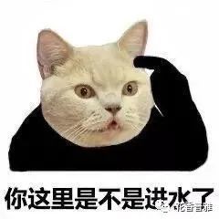 猫咪突然骂骂咧咧喵喵叫是在骂你吗