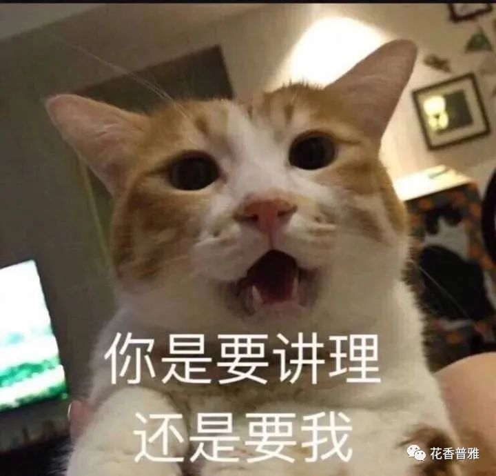 猫咪突然骂骂咧咧喵喵叫是在骂你吗