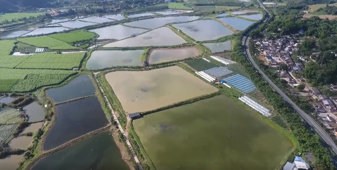 景洪市鱼塘浮板稻鱼共生示范基地水稻种植成功