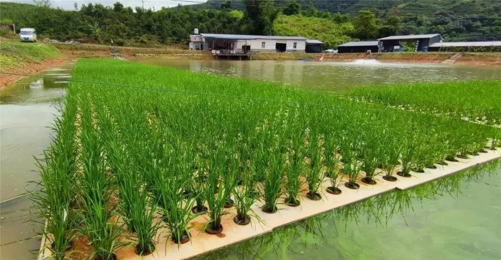 景洪市鱼塘浮板稻鱼共生示范基地水稻种植成功