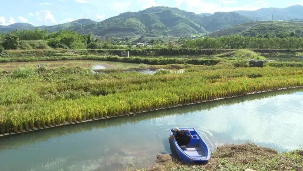 景洪市:鱼塘浮板"稻鱼共生"示范基地水稻种植成功