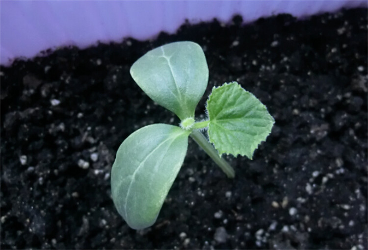 西瓜籽直接种土里会发芽吗?还需要掌握3要素,家里花盆