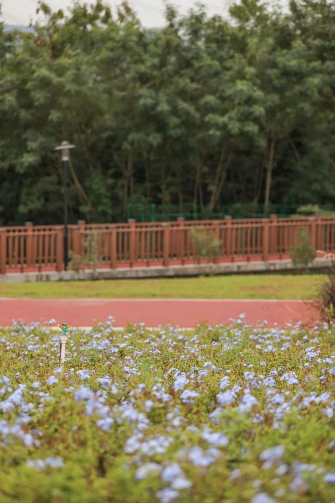 游园记来一场秋日浪漫邂逅从陌上花公园出发