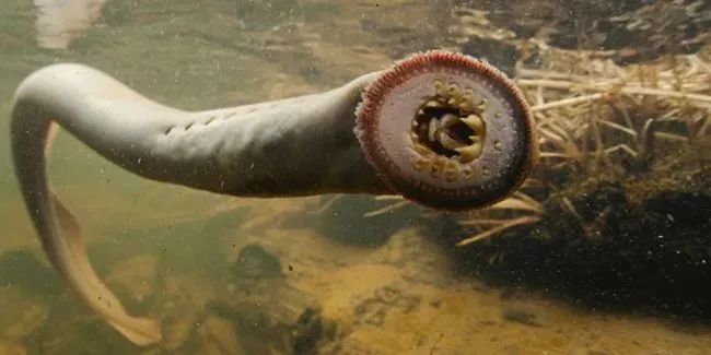 七鳃鳗图片 来源丨维基百科满嘴尖牙03来源丨网络蒜蓉蒸沙虫,看着就