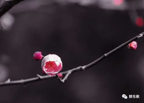 古诗文赏析之雪梅二首卢梅坡