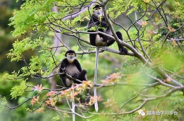 西宁省黑婆山国家旅游区首次出现黑腿白臀叶猴,中文