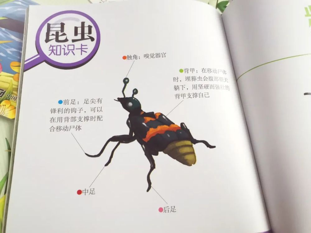 这套书共10册,一共向孩子介绍了15种昆虫:狩猎蜂,石蚕,芫菁,象鼻虫,切