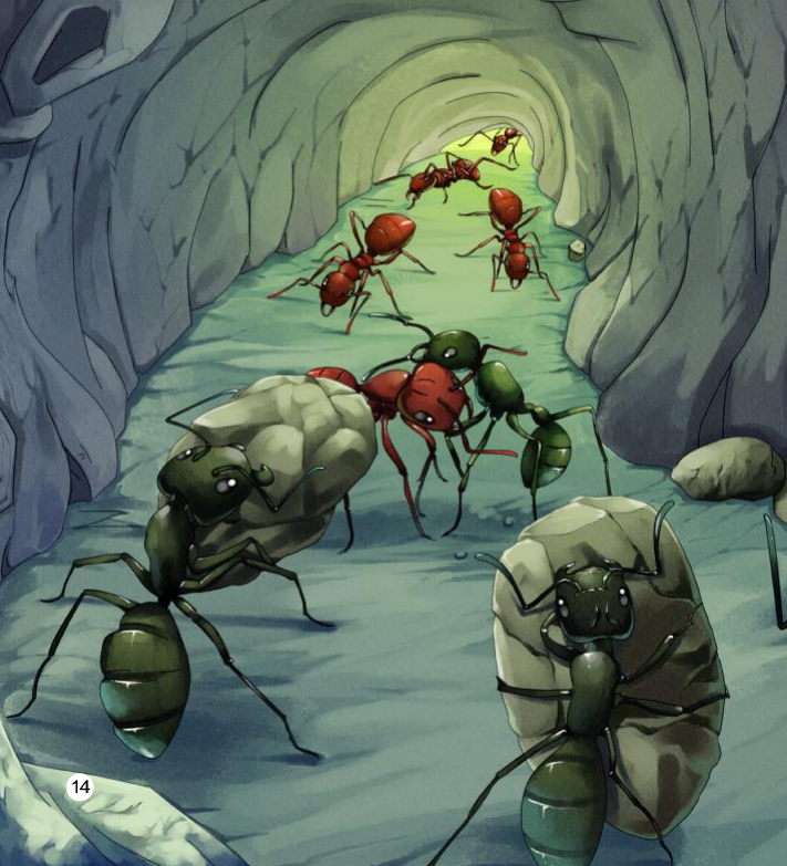 看,红蚂蚁和黑蚂蚁正在"干架".