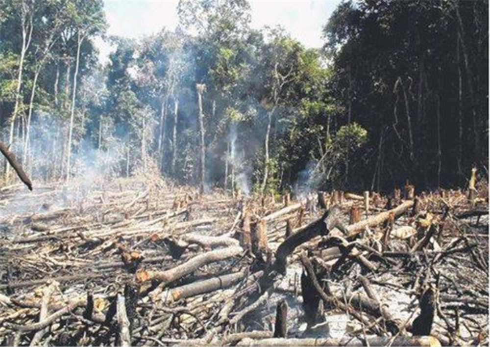 中国努力让沙漠变森林巴西雨林砍伐增加67罕见高温是报应
