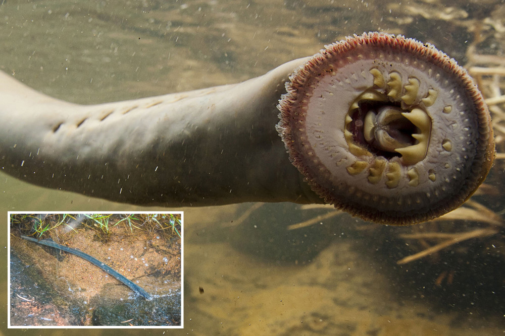 澳大利亚发现罕见吸血鳗鱼嘴如吸盘被称为活恐龙