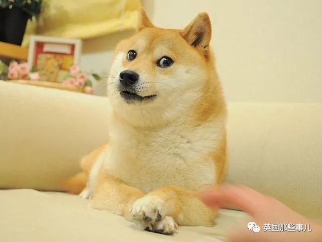 一张照片火遍全球成为表情包王者!这只柴犬过16岁生日啦～!