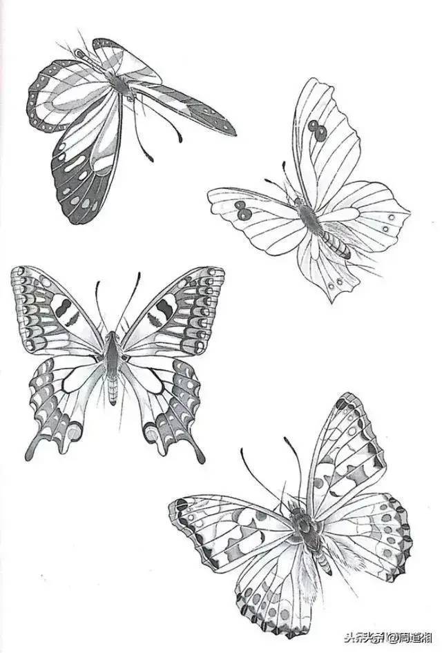 书画联盟丨这样美的蝴蝶白描画谱,你见过么?