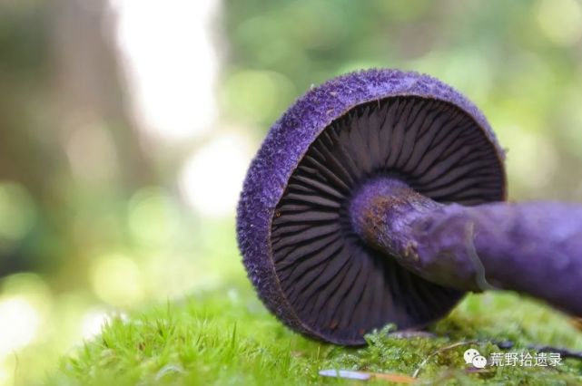 真实版的蓝瘦香菇,堇紫丝膜菌 cortinarius violaceus