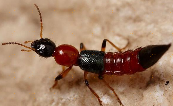 被误认为蚂蚁,植物遇到它都会枯萎,隐翅虫的毒素到底有多厉害?