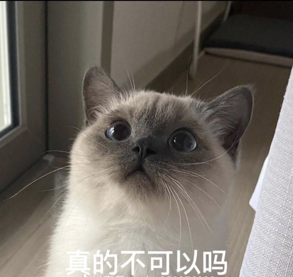 猫猫表情包:小猫咪能有什么坏心思呢