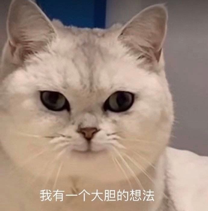 猫猫表情包:小猫咪能有什么坏心思呢