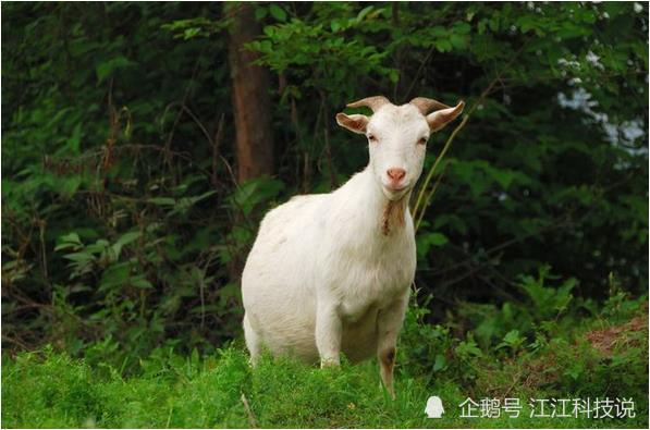 谁说属羊人的命不好这些年份出生的羊羊一生富贵荣华福禄多
