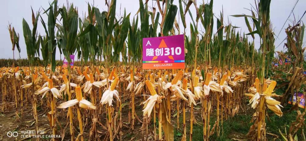 隆创310:超级玉米龙头新品种呼之欲出