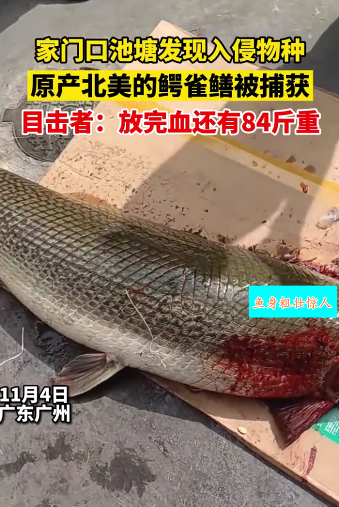 "水怪"重现?广州一池塘发现84斤鳄雀鳝,目前尚不知是何人所放