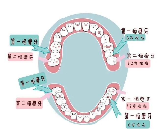 本次项目仅针对 第一恒磨牙,最多只能补 4个.