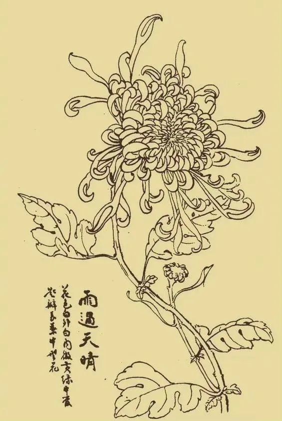 白描|秋天都来画菊花啊!