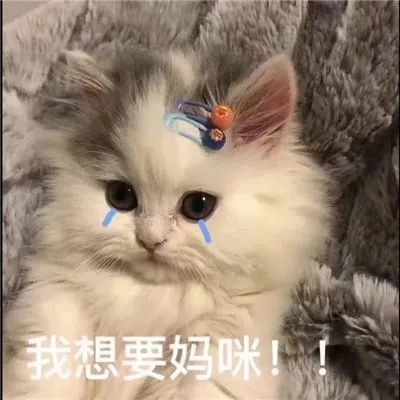 妈咪贴心小棉袄专用表情包合集