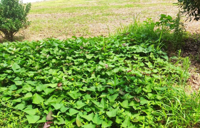 播种希望 展望未来——安徽省阜南县于集乡洪庙小学"菜芽节"