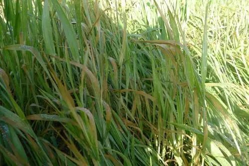农业气象灾害小麦冻害症状和防治方法