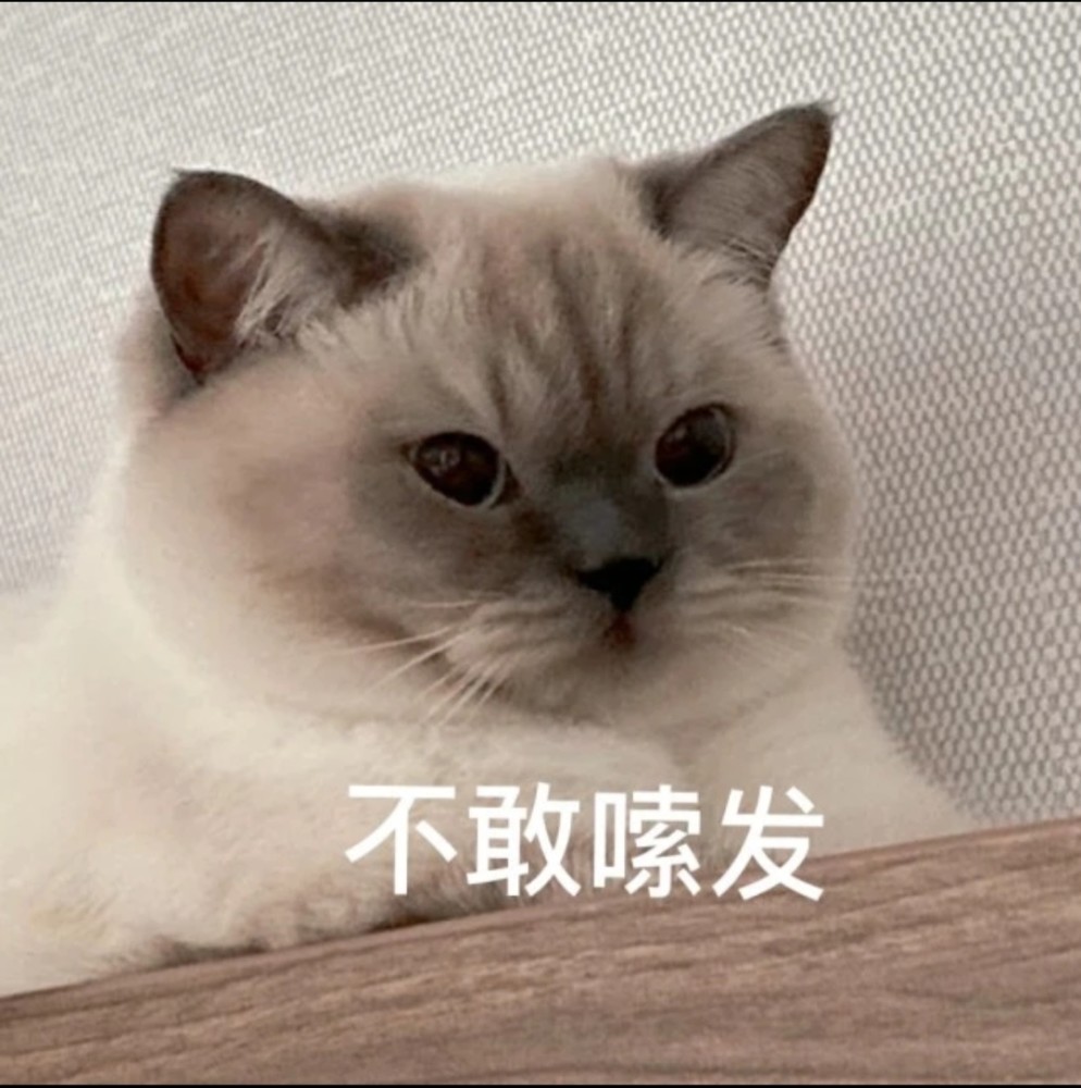 煤球猫咪表情包|情绪煤球
