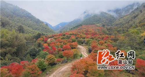 蓝山县湘江大峡谷上万株红枫陆续变红