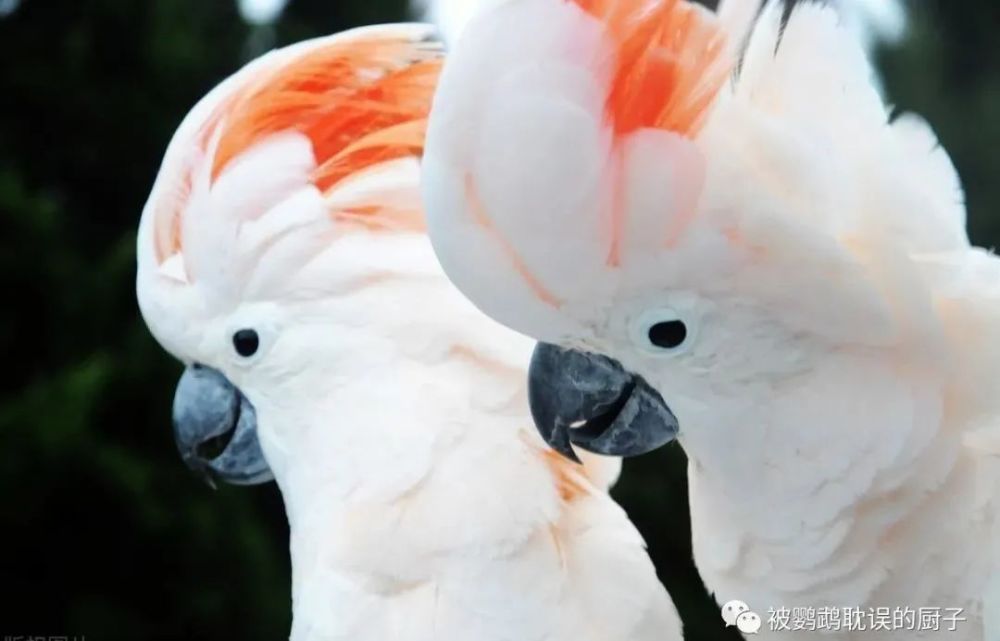 葵花鹦鹉真漂亮想要饲养,那它的优缺点你知道吗?看这一篇就够了
