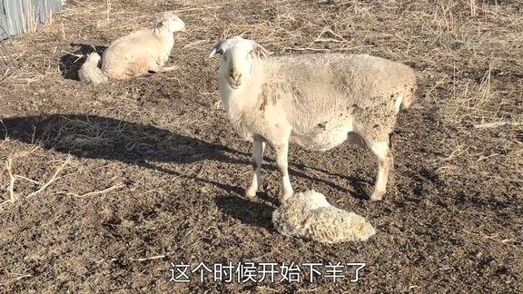 【公羊混入母羊群,致母羊深秋产下小羊羔扰乱繁殖期,主人:坏了!】