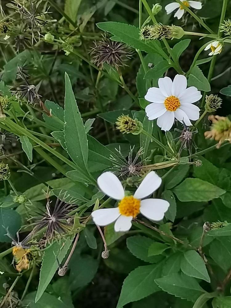 菊科杂草,原产热带美洲地区 26.一年蓬(疯狂的野菊花)