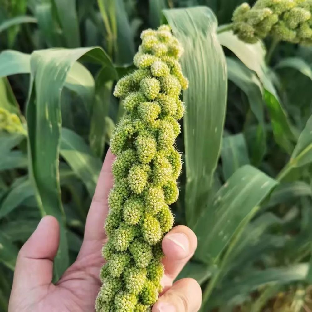 广灵小米粒粒饱满,抓紧抢购!