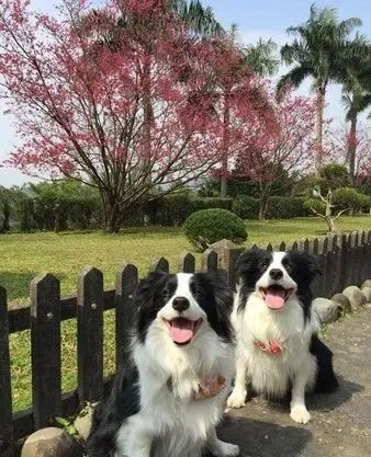 路过惊见脸对切黑白狗以为看错她回转拍下太极脸汪