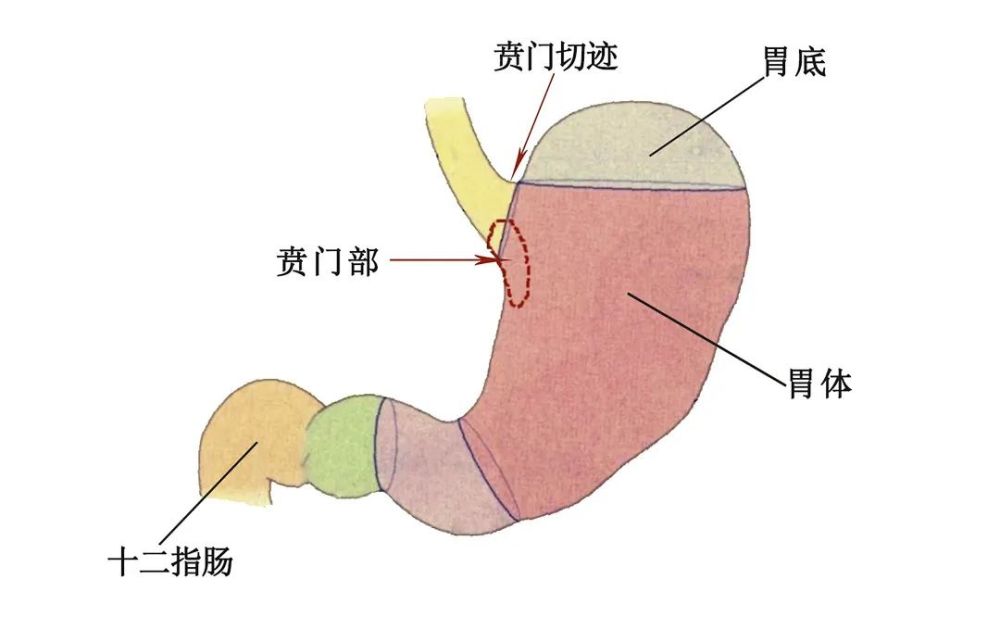 警惕贲门癌早期难察觉有这几个症状癌症已经来临