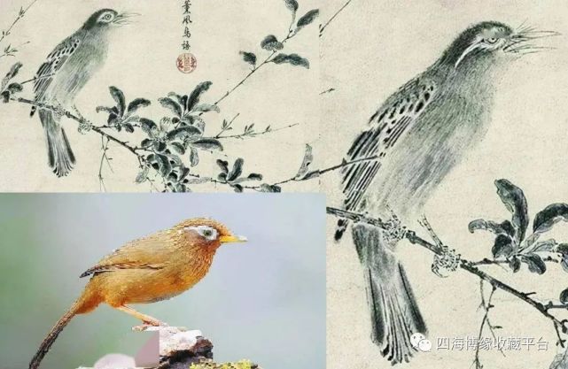 养鸟文化:一鸟伤七命,画眉真是古代娼妓鸟吗