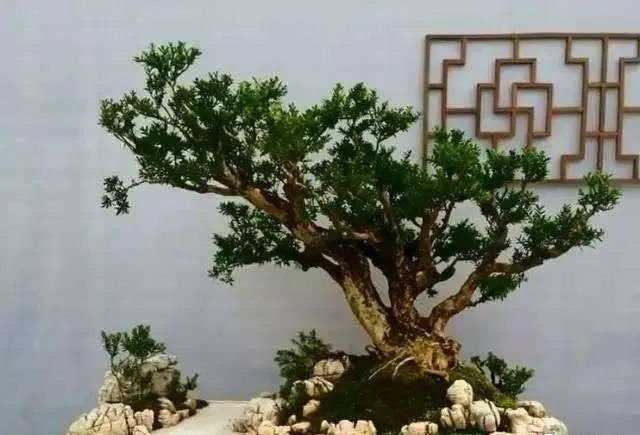 这2种盆景镇宅树再贵也要养样子大气树种名贵越养越升值