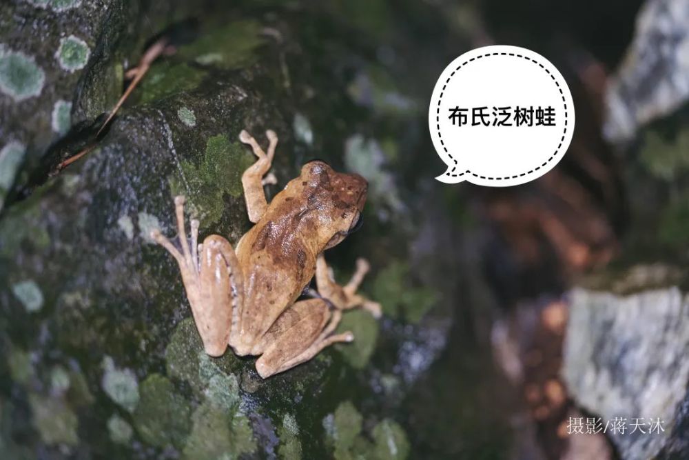 侧褶蛙,溪流旁的天目臭蛙,湍急水流旁的武夷湍蛙,爱上树的树蛙和雨蛙
