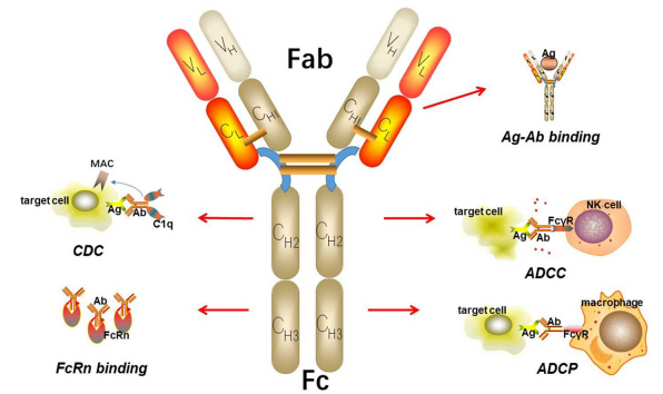 一般而言,抗体 fab 段发挥特异性识别作用,当抗体与抗原特异性结合后